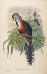 Lepidogrammus cumingi = Dasylophus cumingi